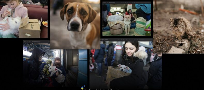 Американська мережа Galaxy Vets запустила платформу телемедицини для допомоги власникам тварин в Україні