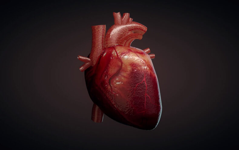 Ученим вдалося надрукувати на 3D-принтері фрагмент справжнього серця