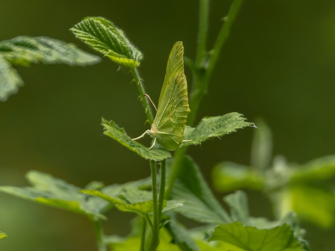 Метелик-лимонниця